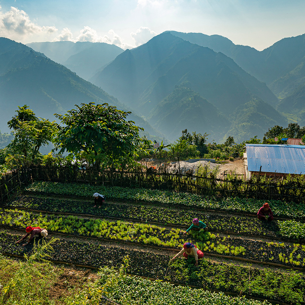 Eden reforestation work in Nepal