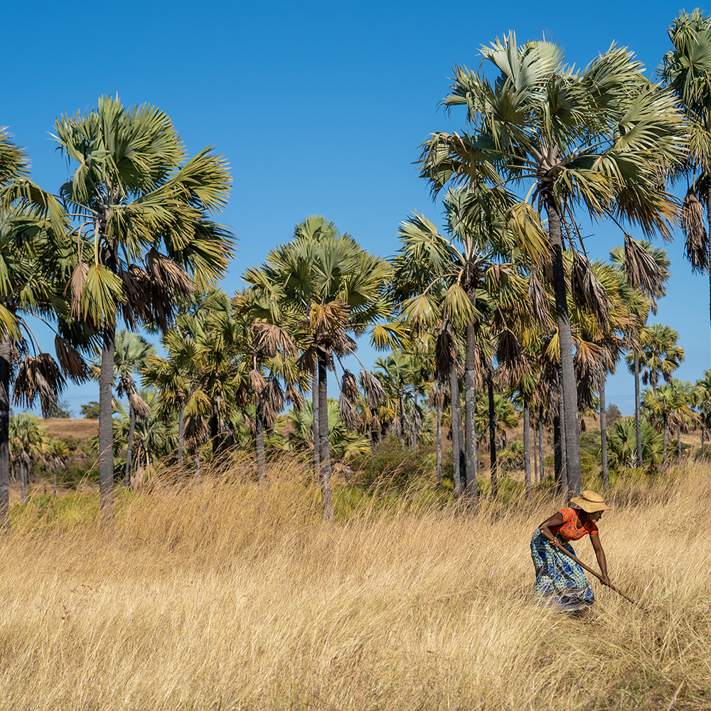 Eden reforestation work in Antanamarina