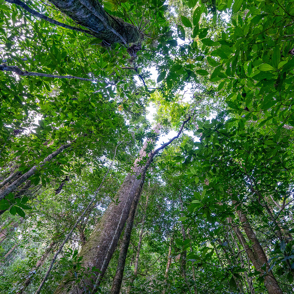 Eden reforestation work in Honduras